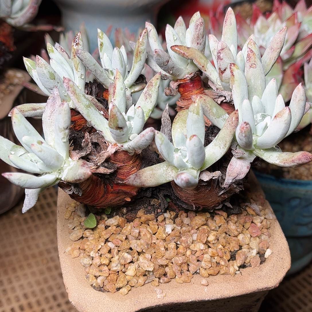 9773文森特仙女杯多肉