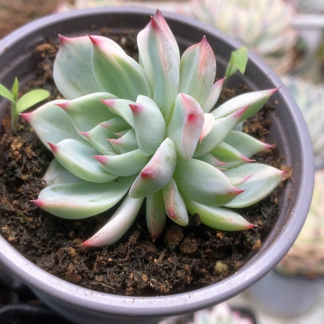 213锦锦锦锦锦锦锦锦