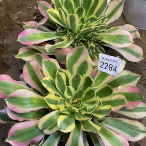 两盆白凤多肉2284