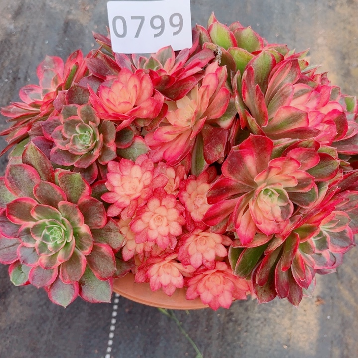 新品黑魔锦特价多肉