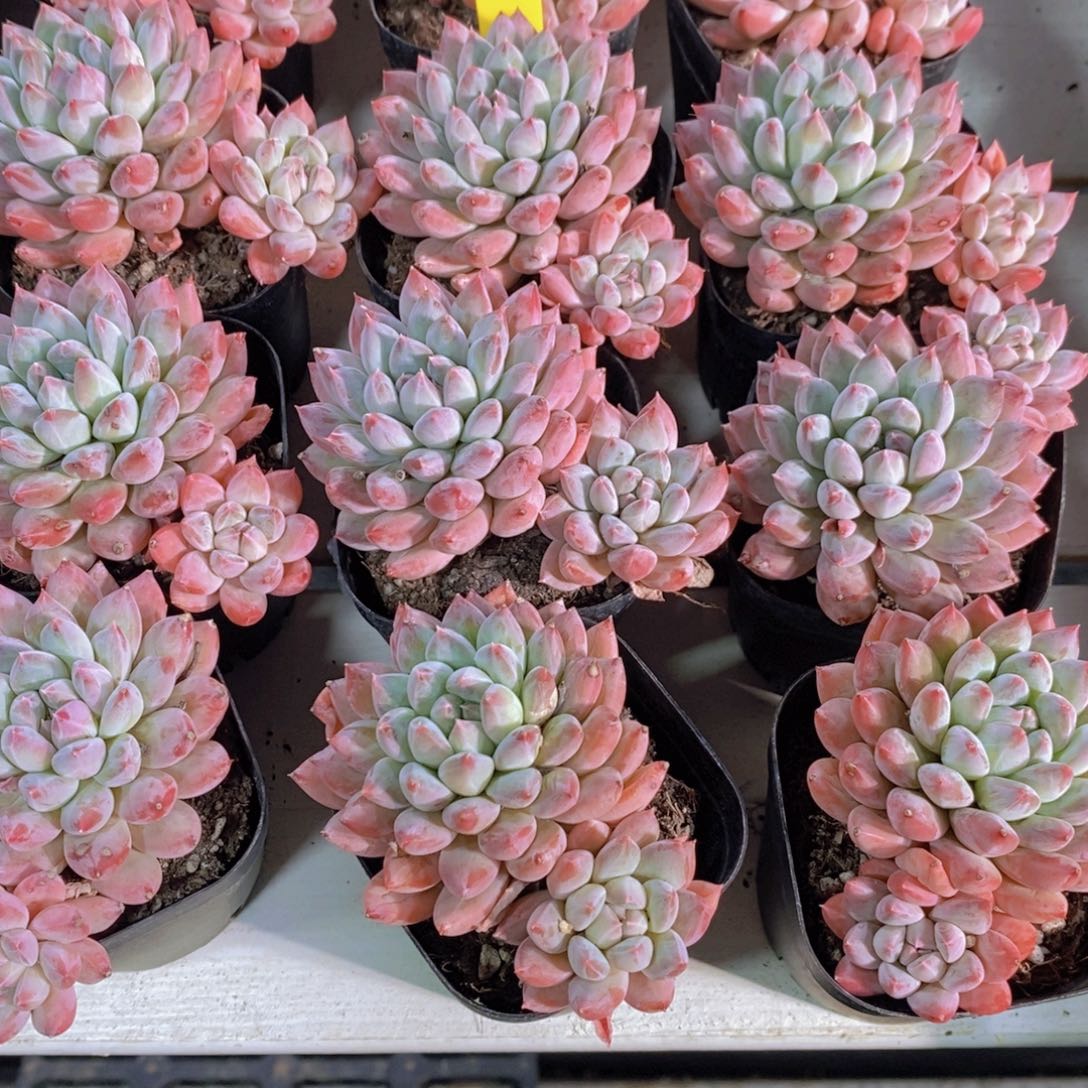 18-43-飘枝梅花洛双头两个