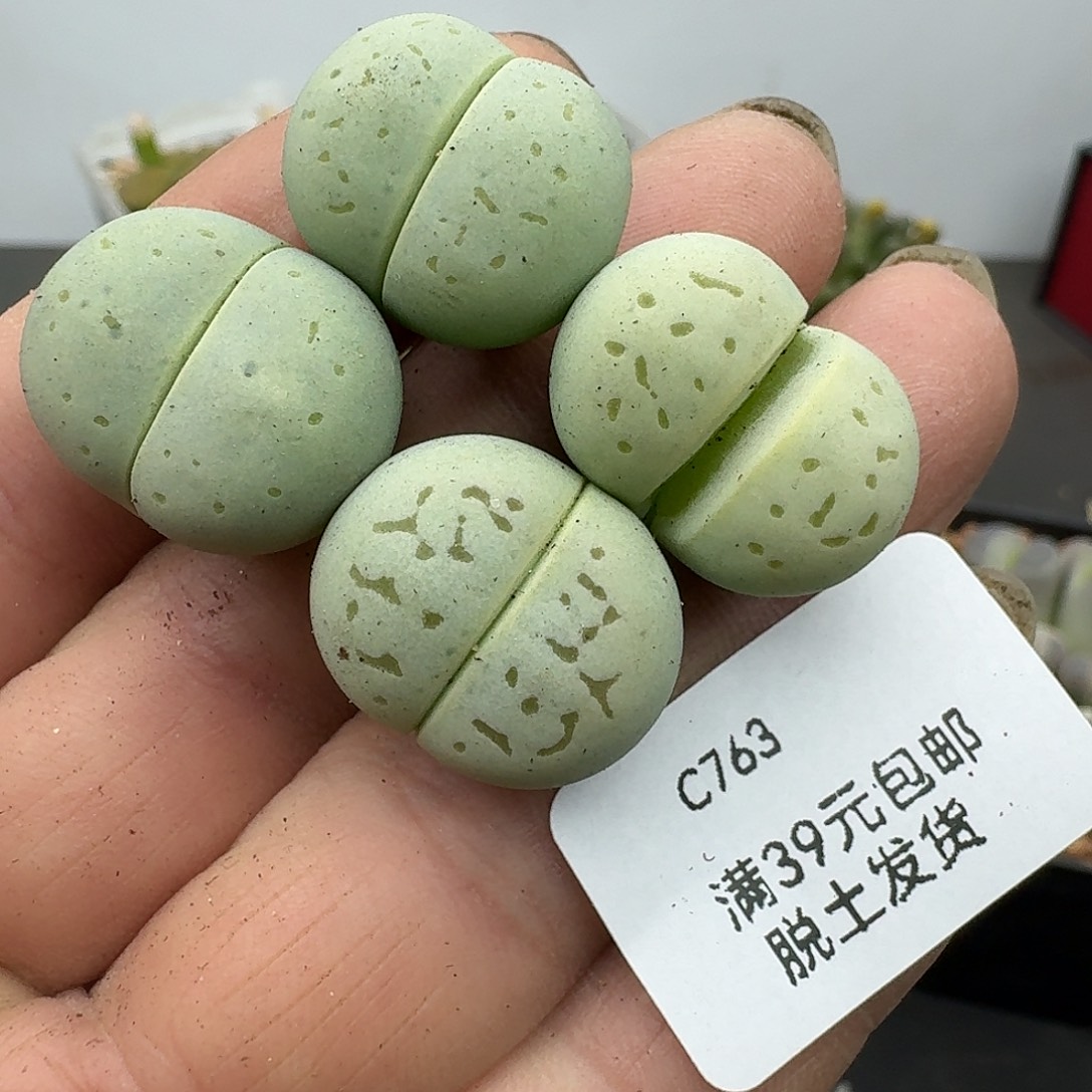 763多肉哈哈哈哈哈哈哈