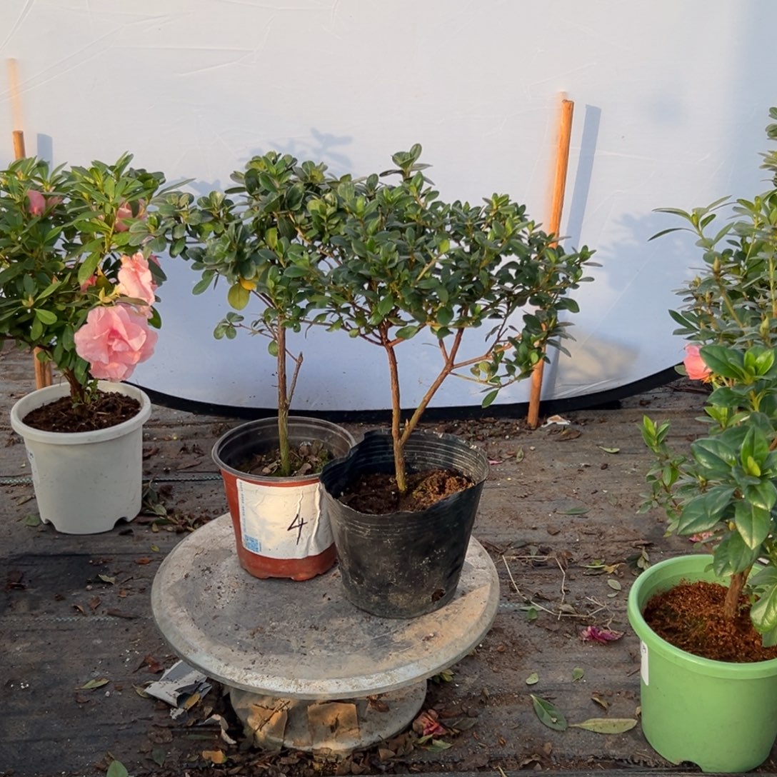 宁***远完全开放鸿之舞加熏风