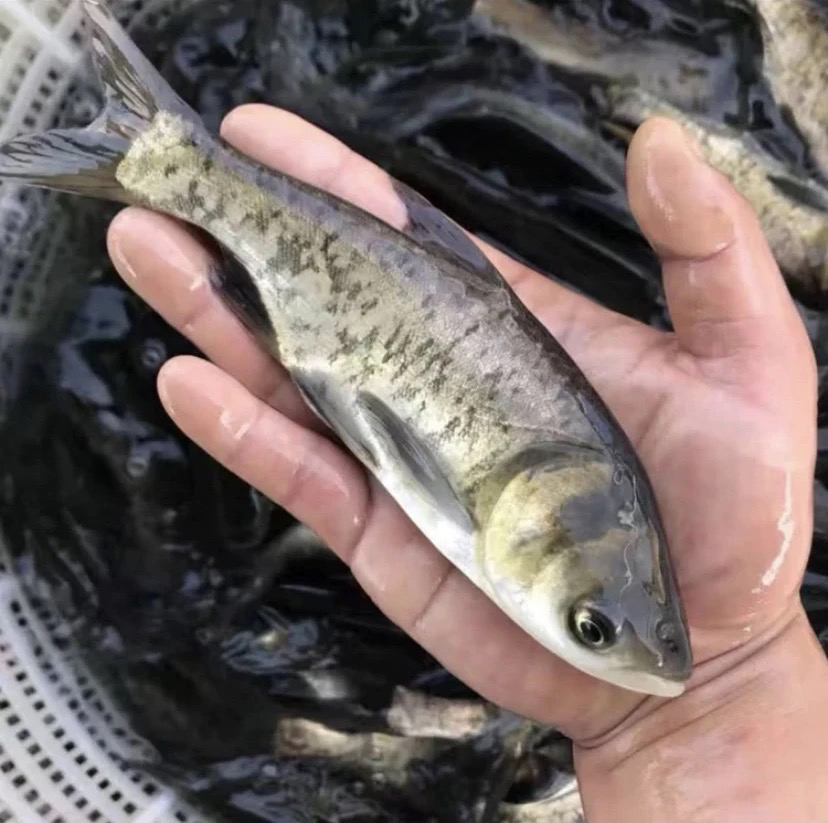 花鲢鱼苗 大头鱼 胖头鱼 鲢鳙鱼 淡水养殖净化水质包邮包活