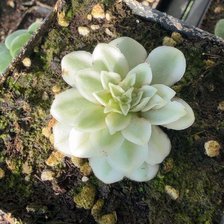 宽锦秋夕山地玫瑰