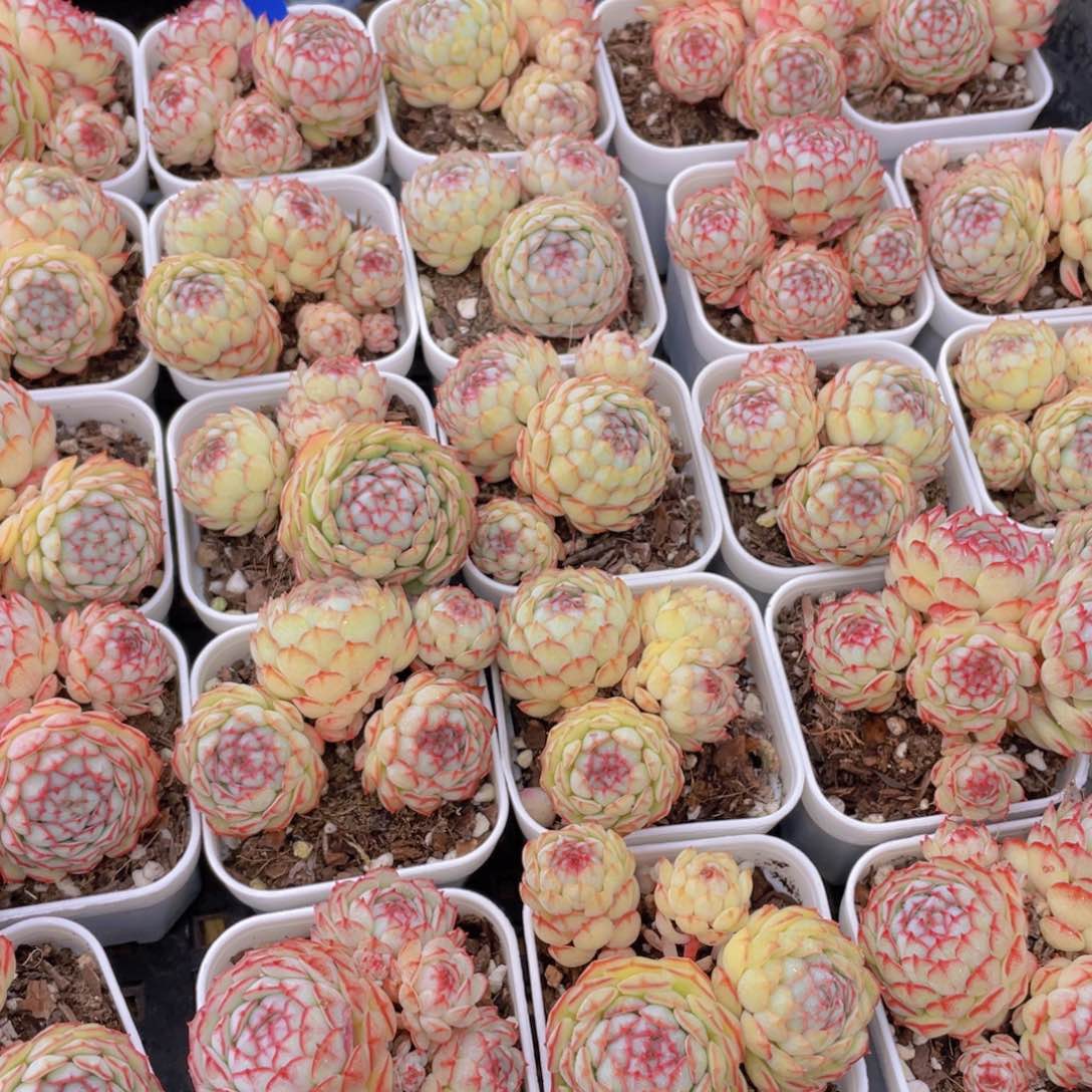 量拍12号 小红船小红p群生一个