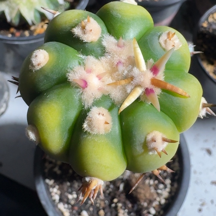 白刺翠平丸锦苗接