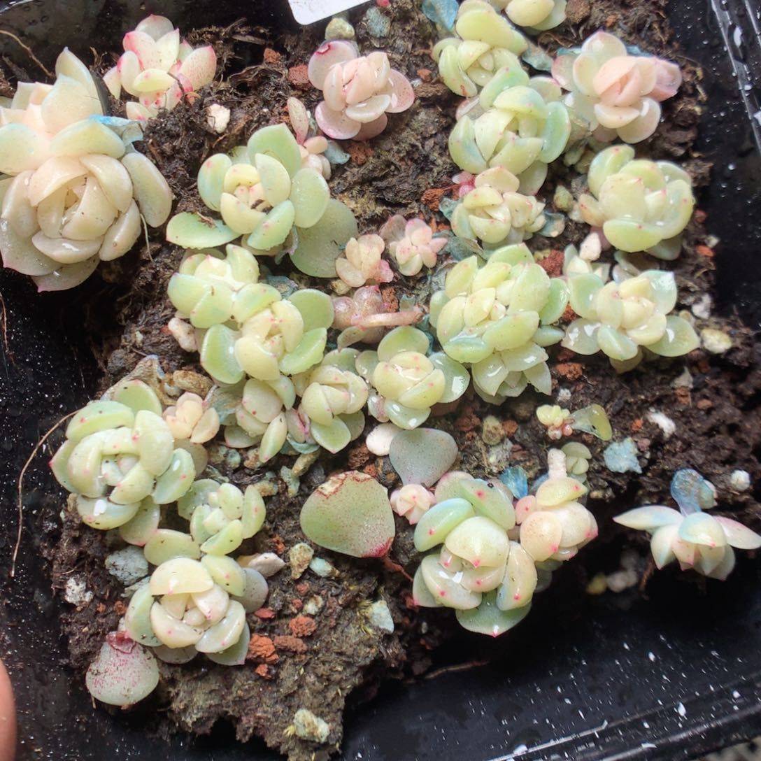 无花朵F55 181 珍妮yyyy