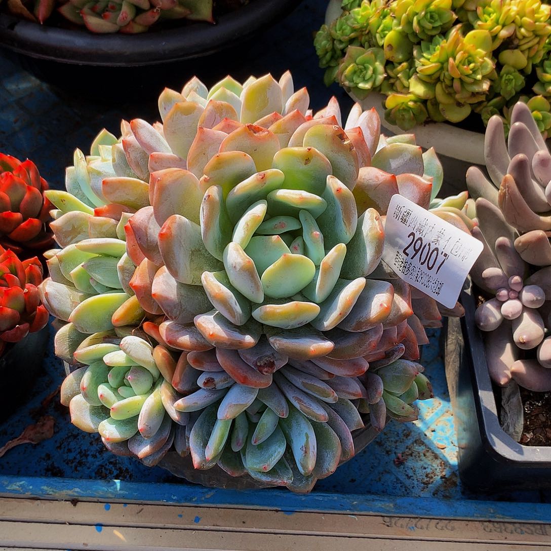 香***橙梦露29007吨肉多肉