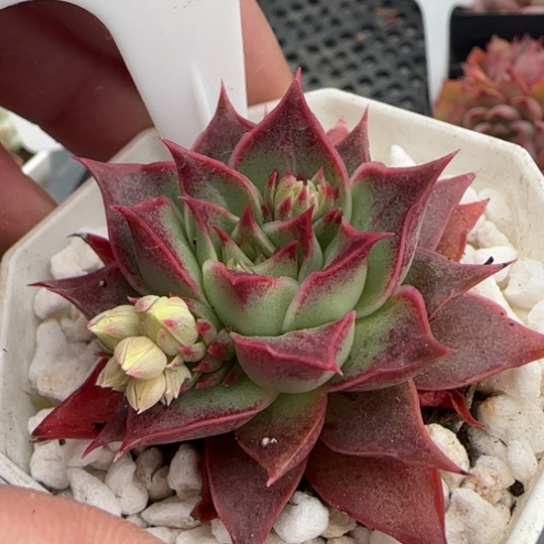 127皮皮虾一物一拍多肉