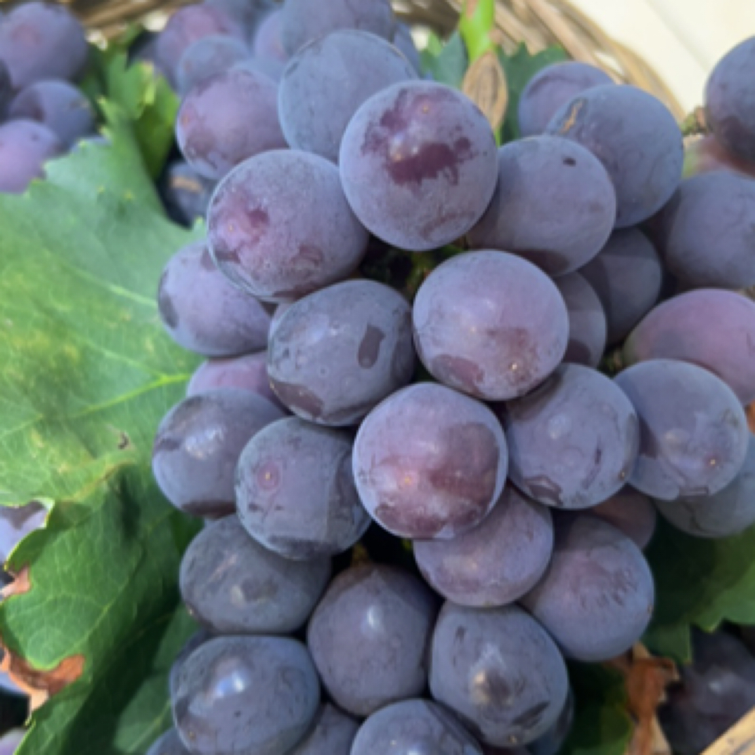 【果味浓郁】龙泉驿生态巨峰葡萄1.8-2.1斤葡萄同城送四川省