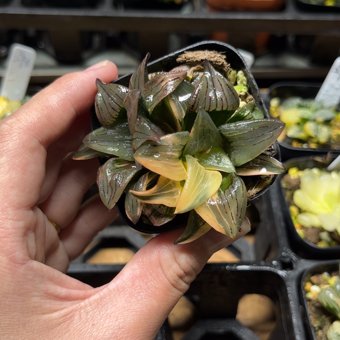 299红纹寿锦一物一拍