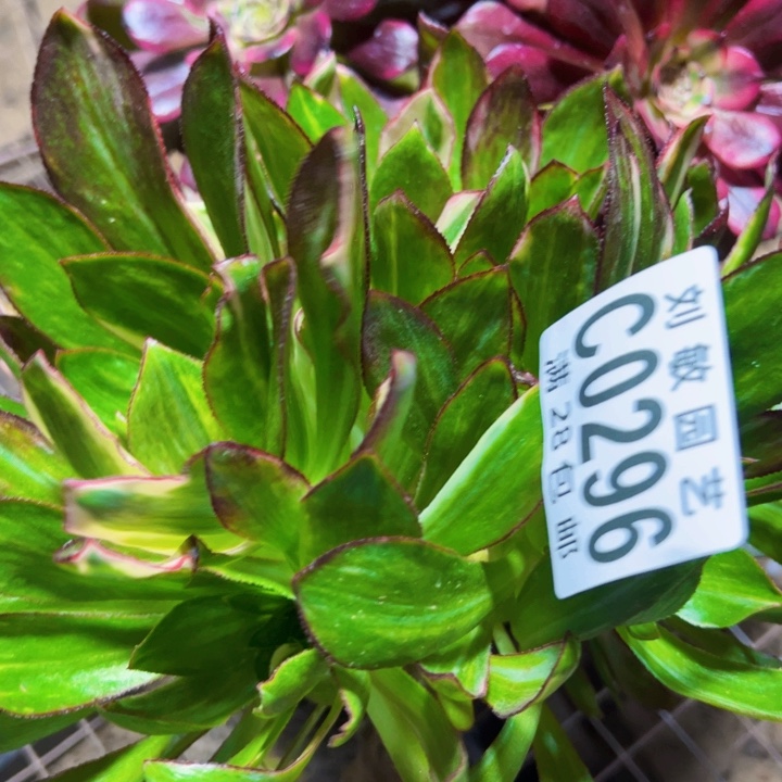 0296砍头多肉植物法师冰7彩