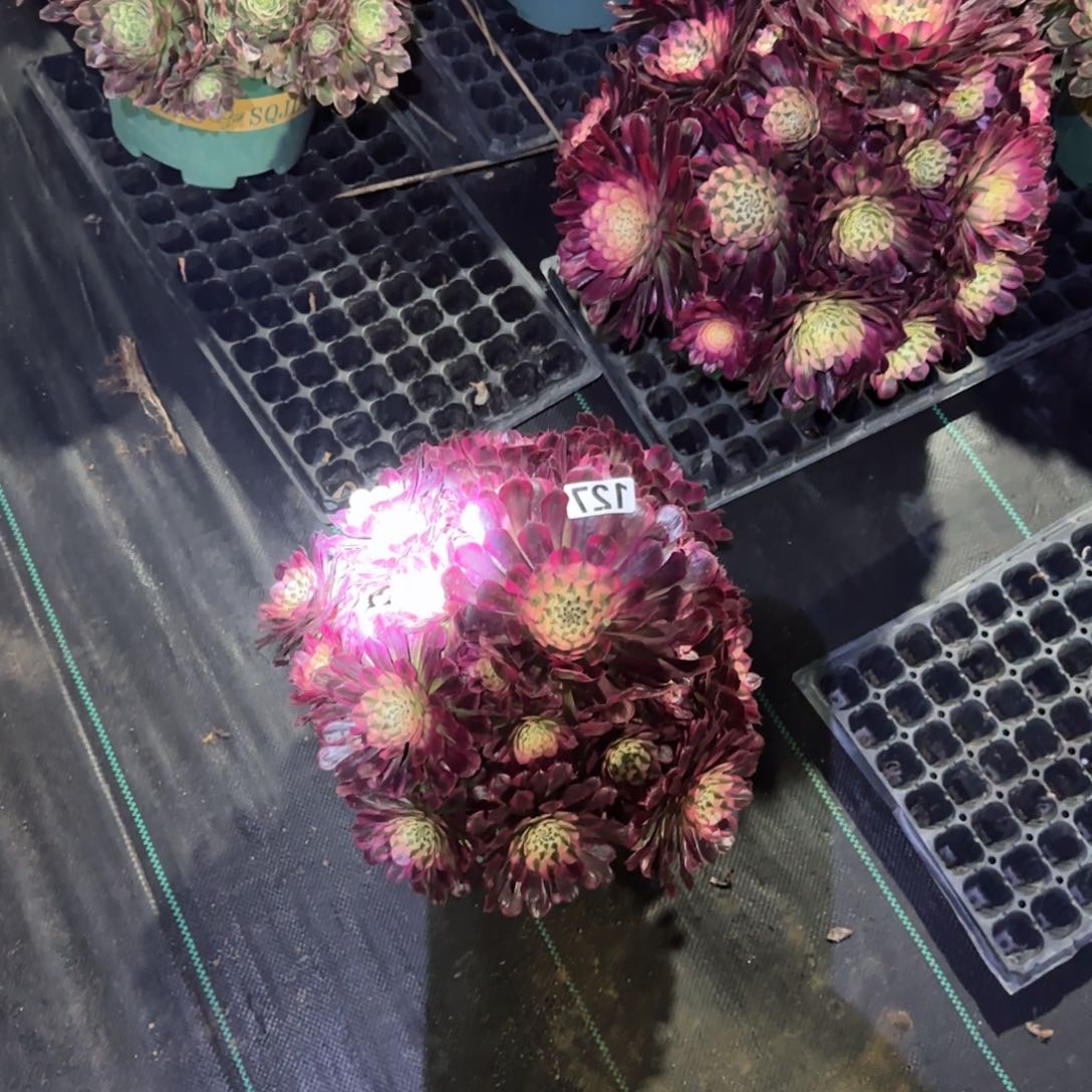 麻**莓共同百多肉植物127