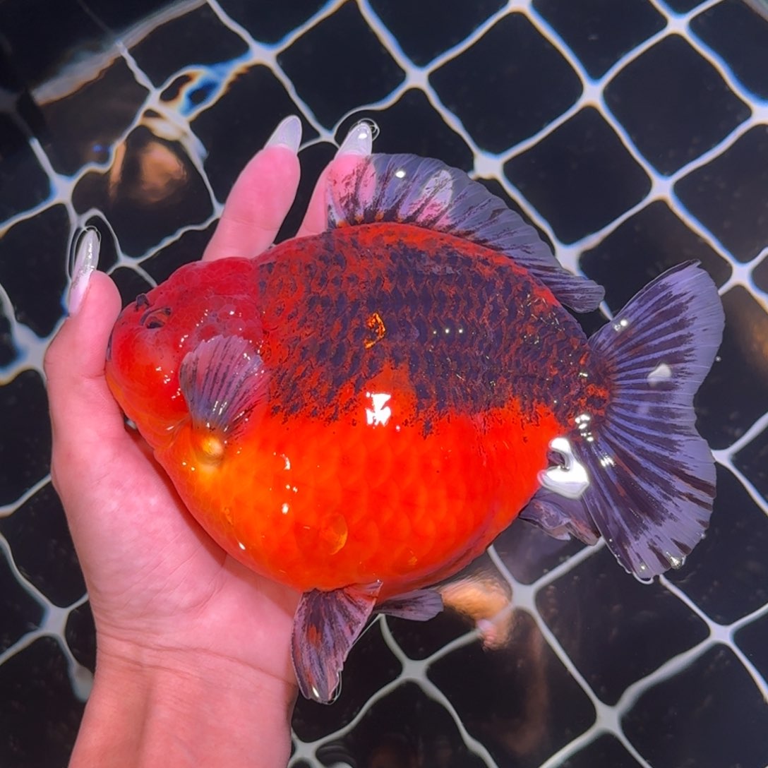 金鱼类不分公母15