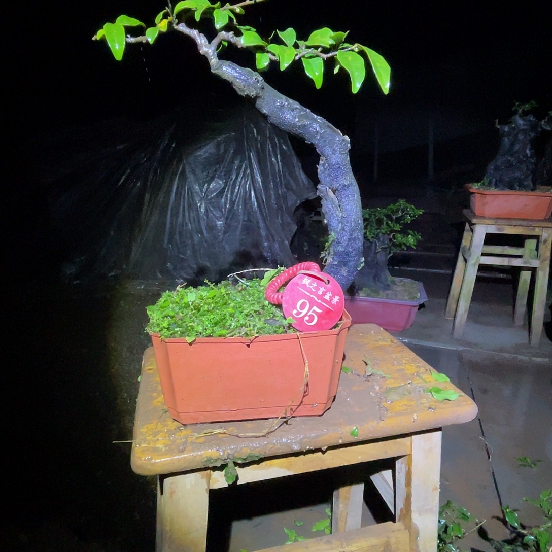 叉***兵完全开放灌木金弹子