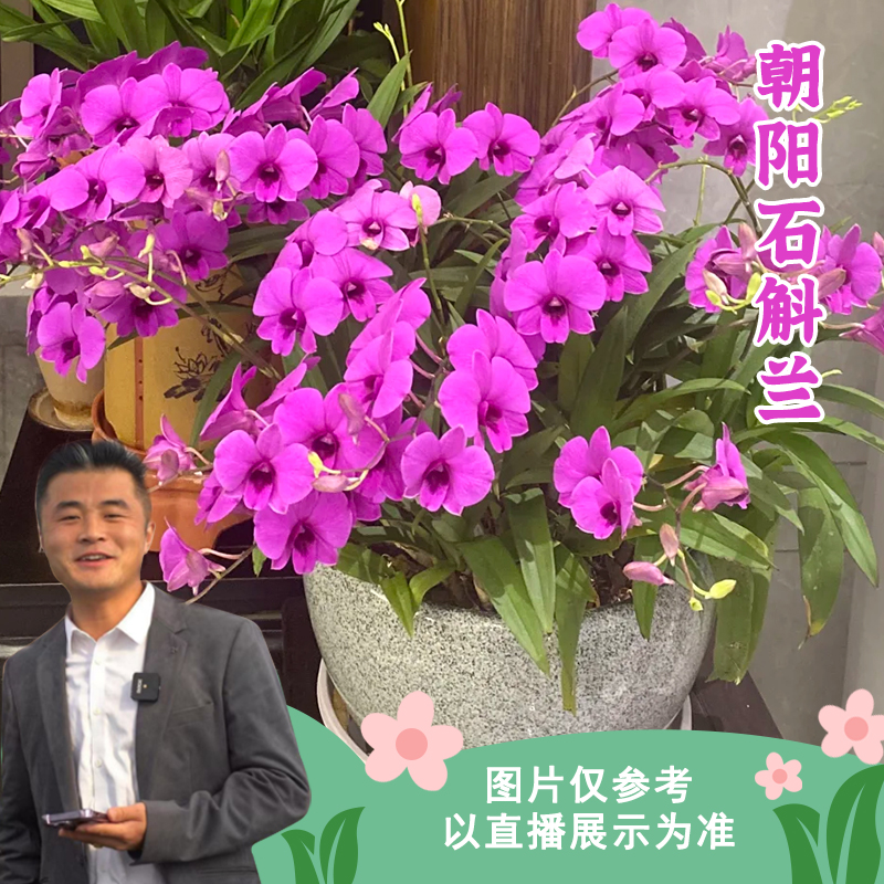 【云】朝阳石斛花好养易活懒人盆栽开花好养花期长室内室外