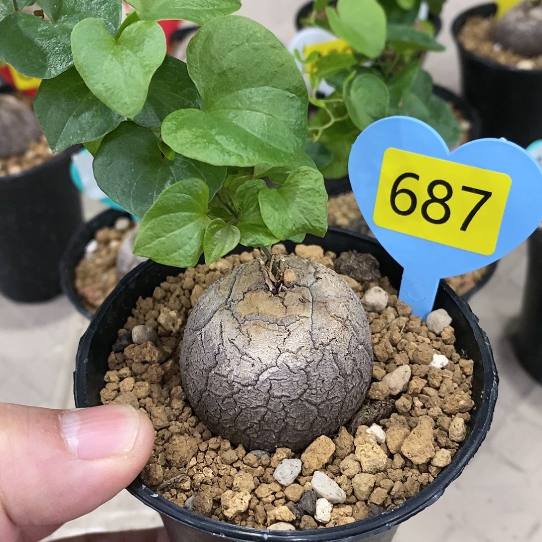 南非龟甲龙龟甲龙