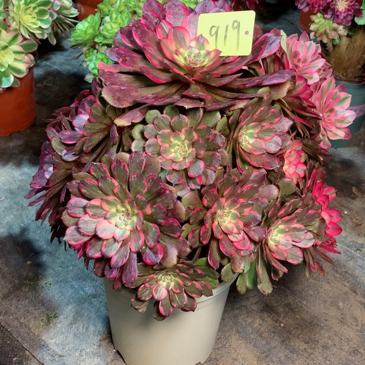 919烟花多肉一物一拍～