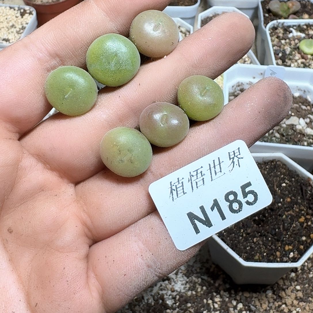 -85号多肉植物哇d f g g