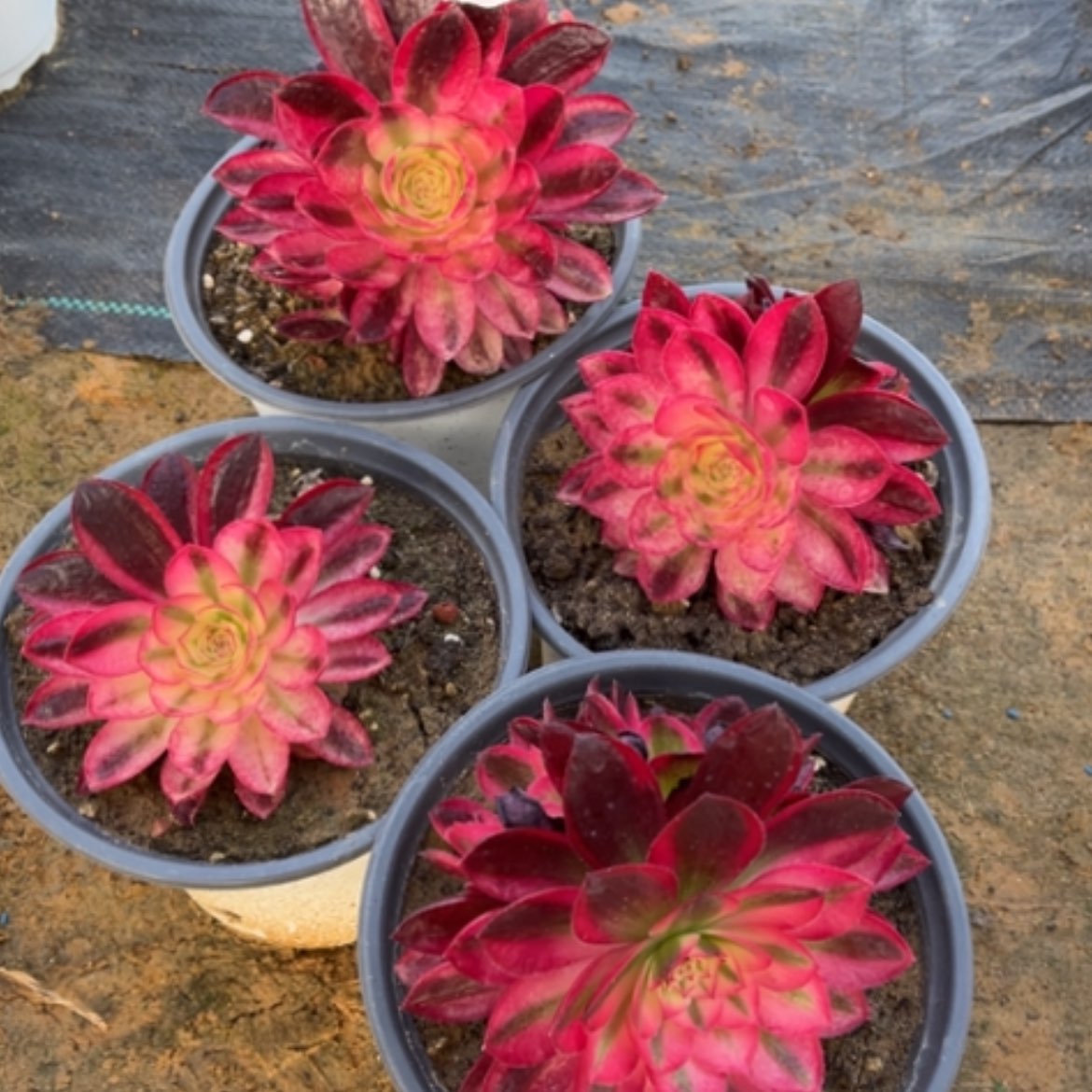 【闪购商品】1荔枝多肉法师