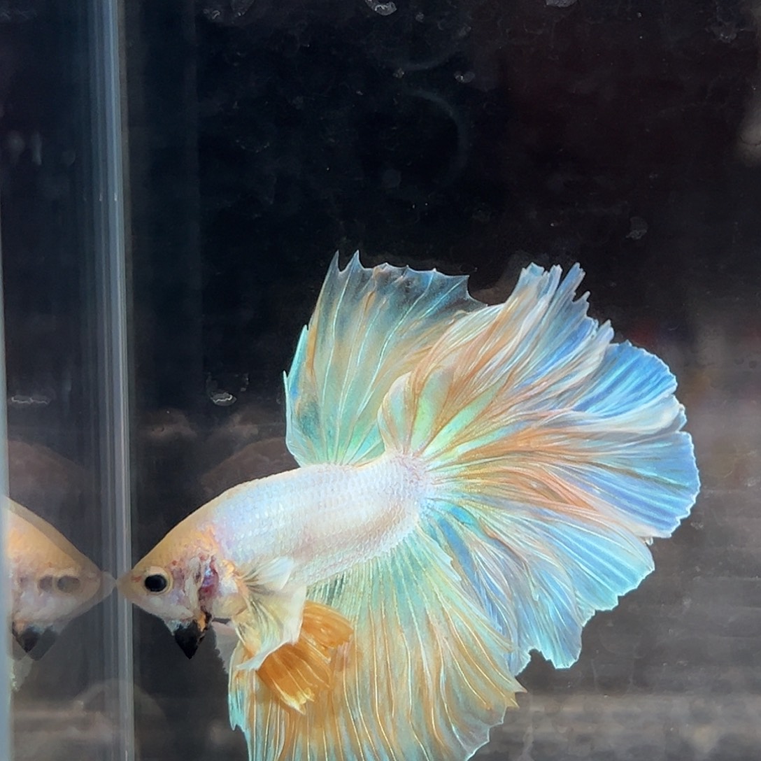 斗鱼62号黄色大耳有点烧特价