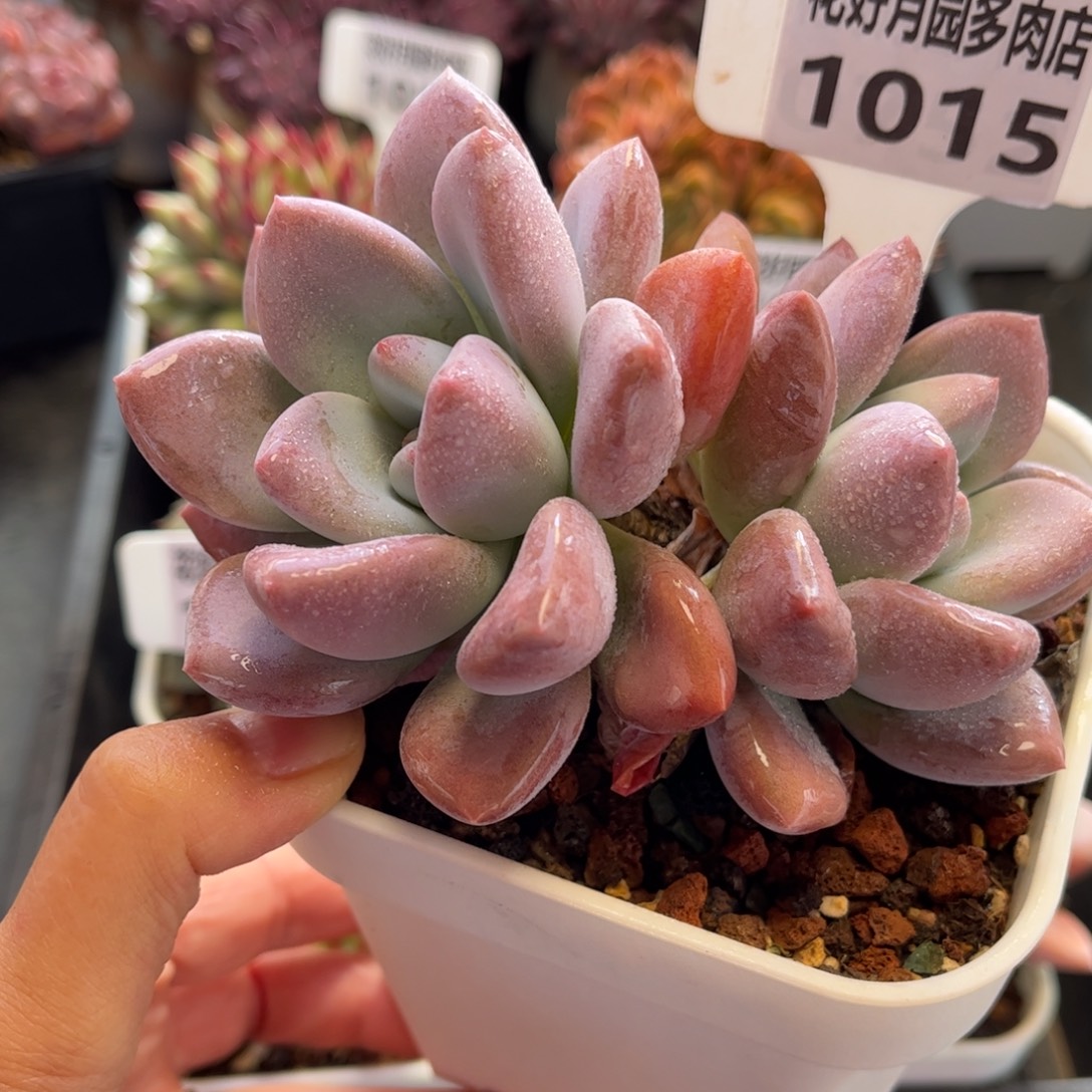 1015 天冷必拍保温箱