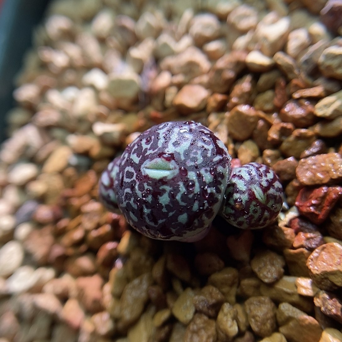 714墨一颗三头包邮