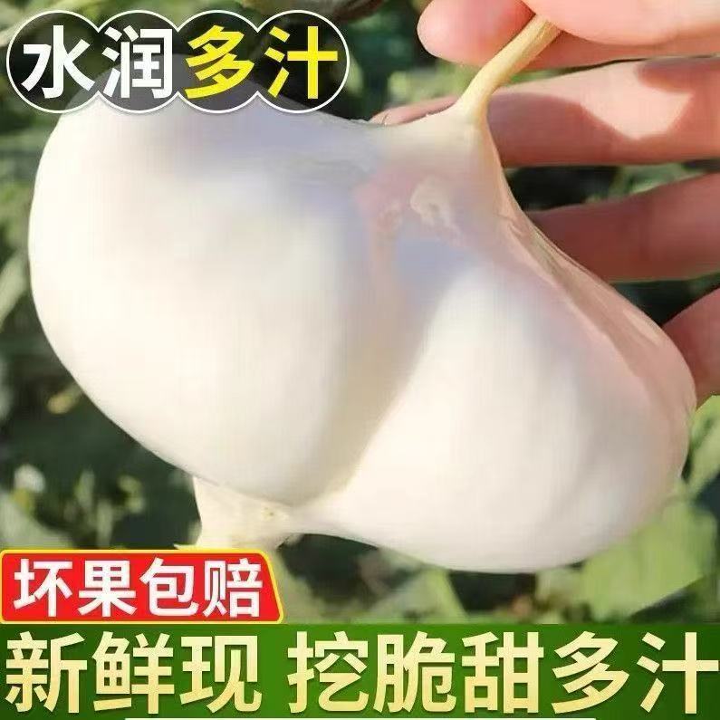 贵州新鲜现挖现发沙地种植脆甜多汁凉薯地萝卜当季水果产地直发