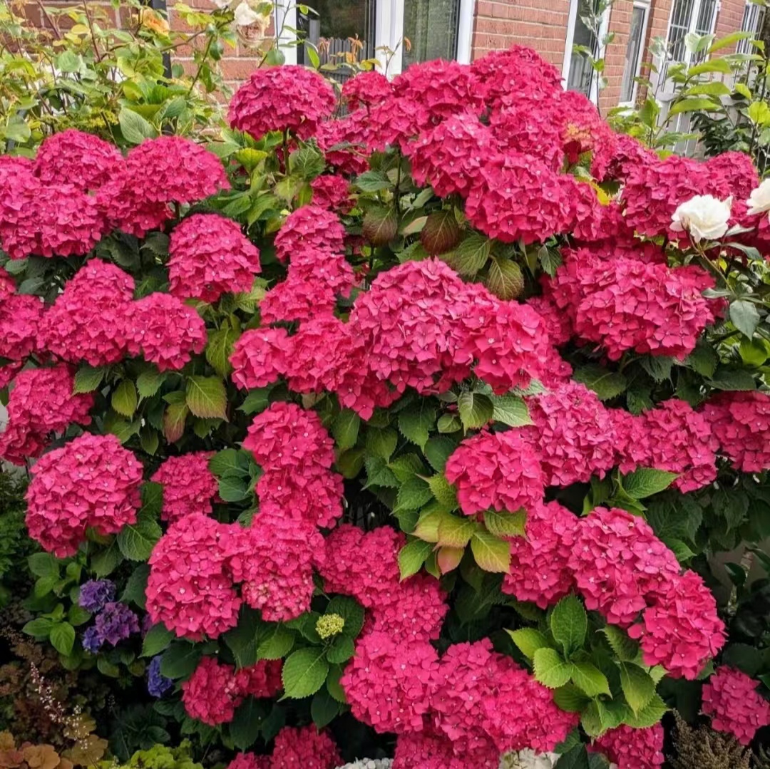 2加露天绣球【玫红妈妈】直立大花 新手好养 冠幅大 花卉盆栽