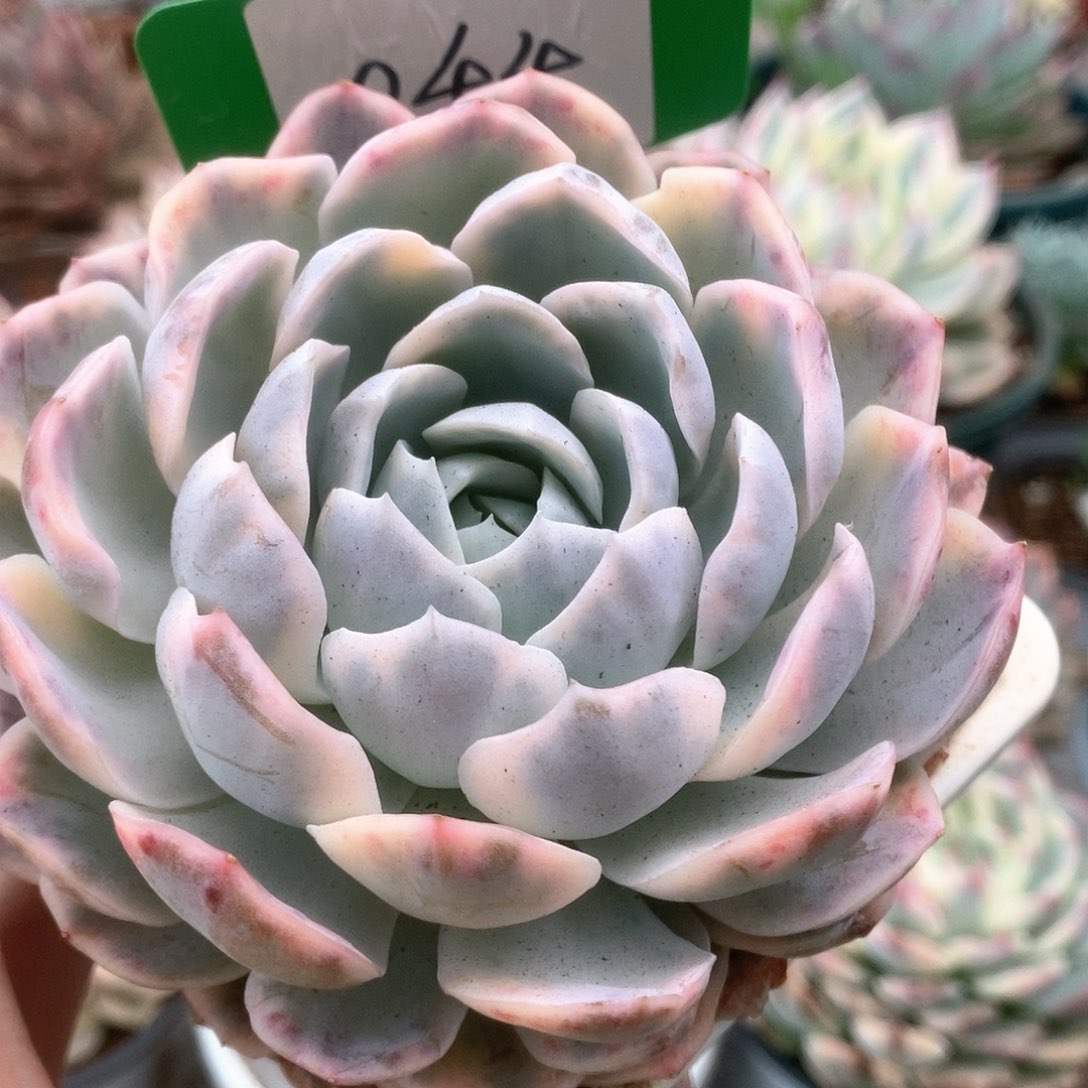 044雪球锦锦锦锦锦锦