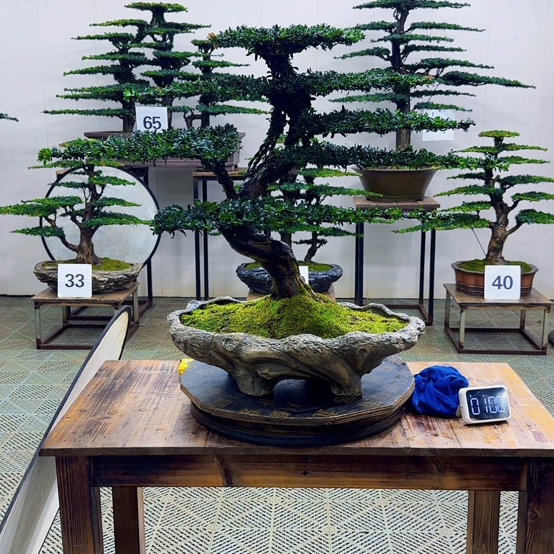 无花朵珍珠红芽罗汉松造型盆景