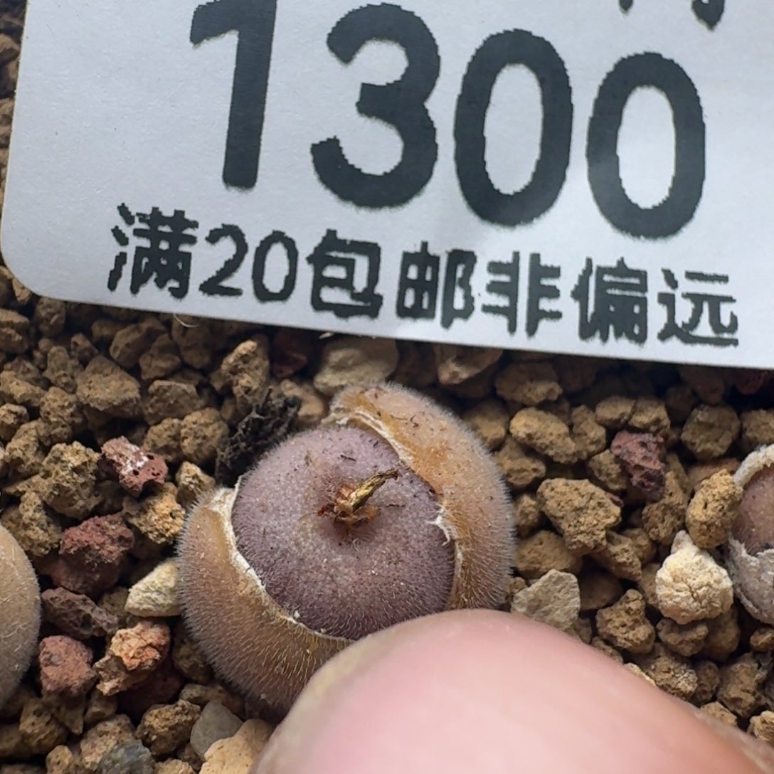 D毛球。           脱土