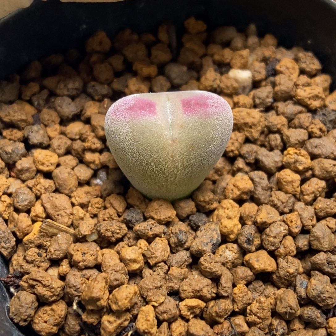 多肉植物肉锥杂交K-209