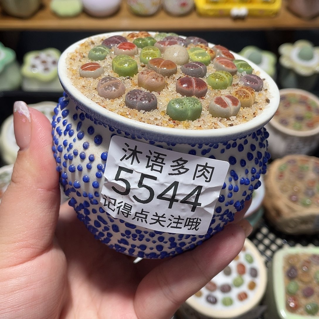 带盆土植物 一物一拍5544