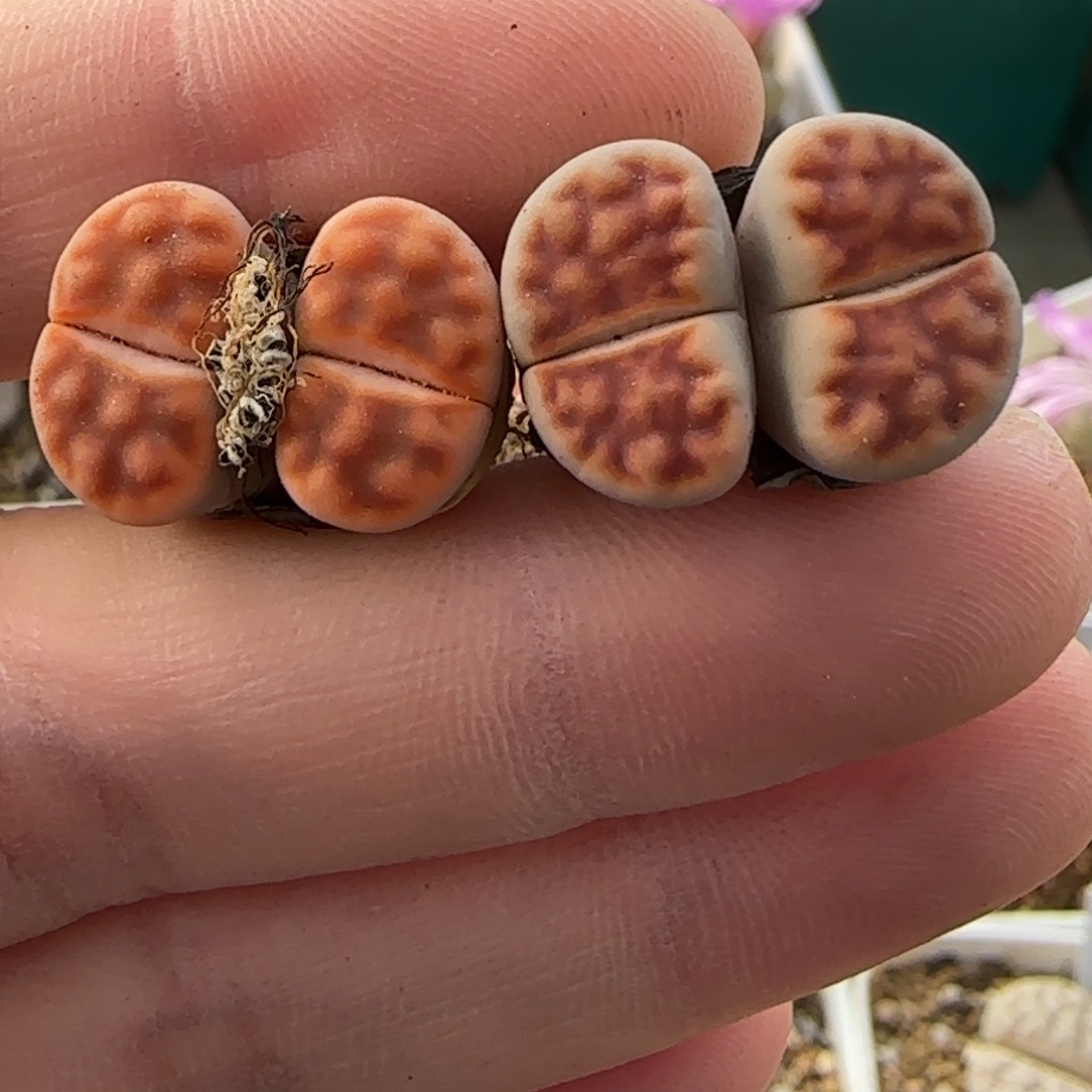 11.10。 爱萌生石花清。 8012