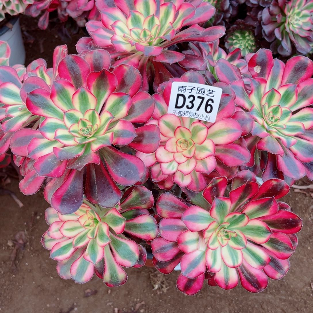 376丽娜雨子多肉植物