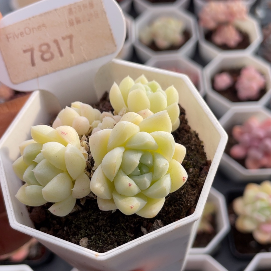 白月光7817-6.0厘米