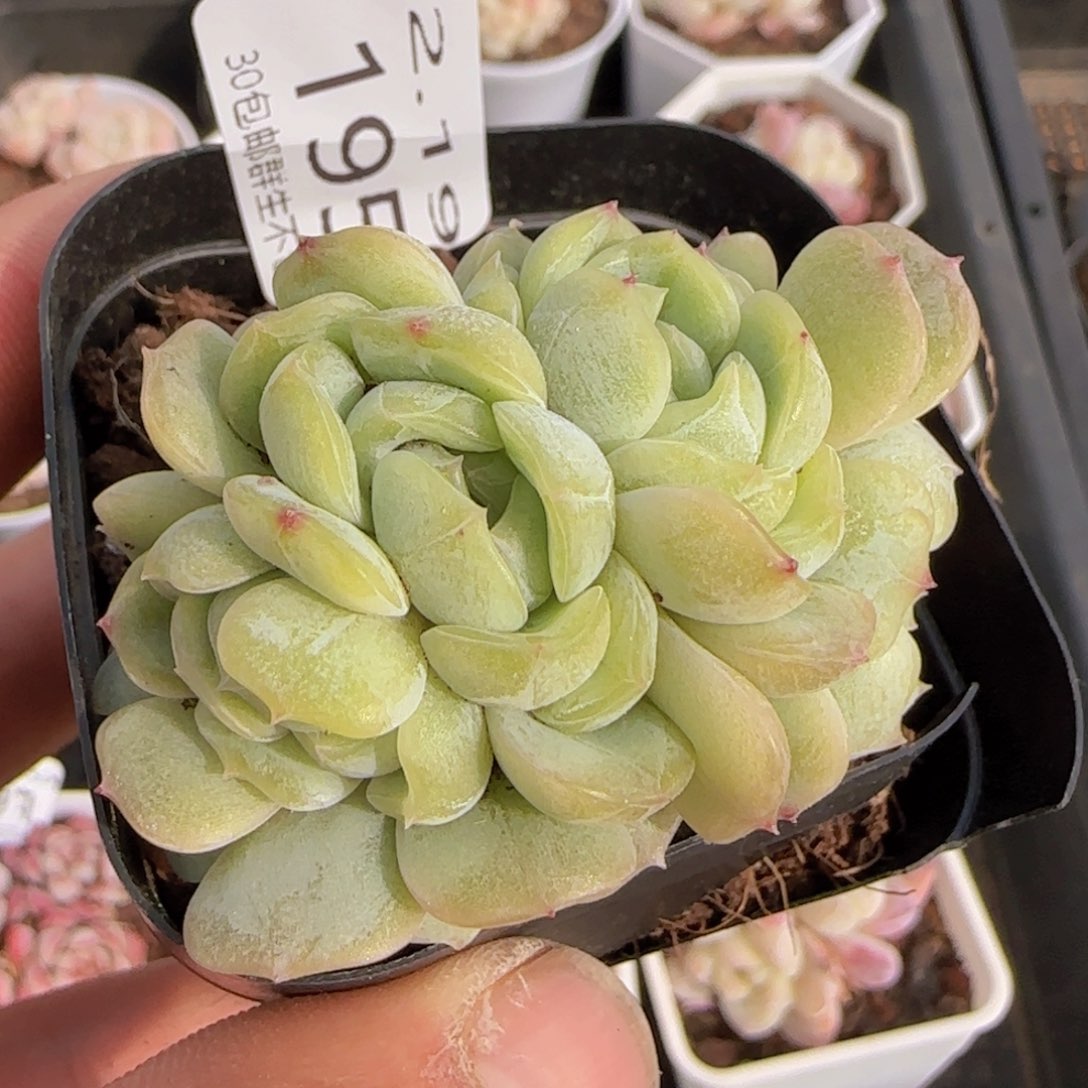 白色恋人五头朵朵一颗