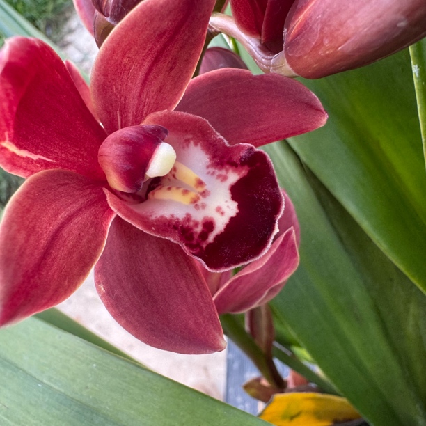 大花蕙兰【世界宝石】粉红色系精品兰花基地直发带花苞盆栽