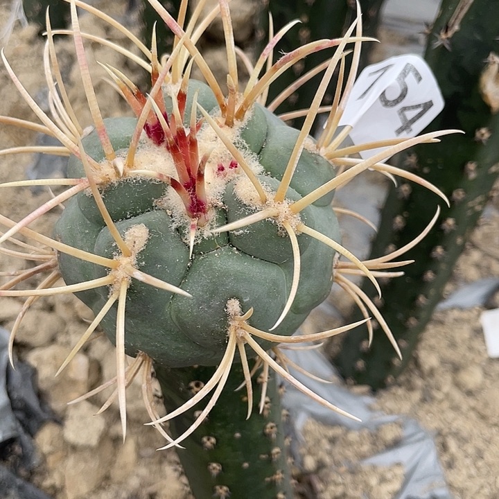 宝***旗754号袖蒲苗接槁木菲冠龙大单头