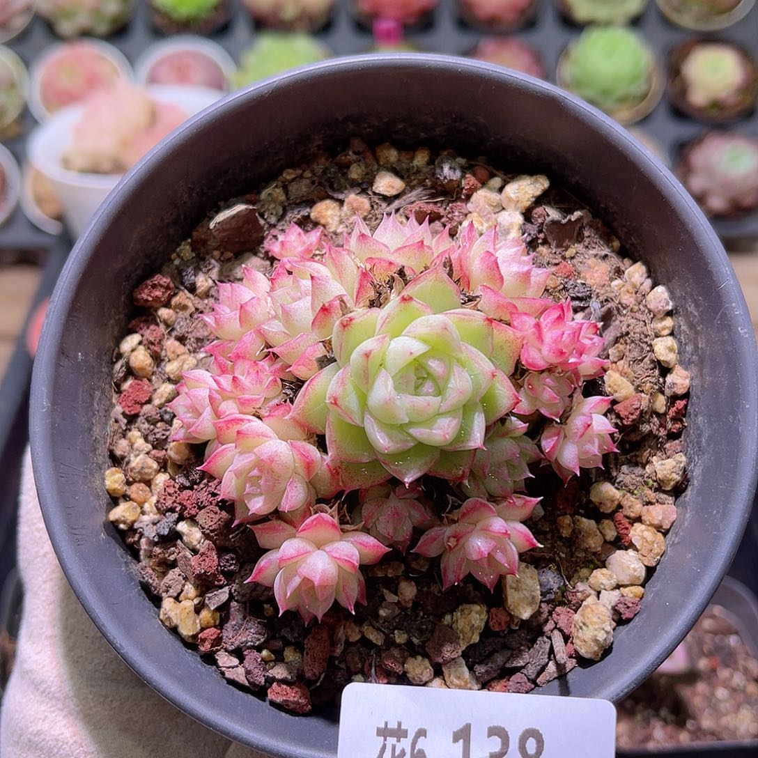 花利美6-138女王群