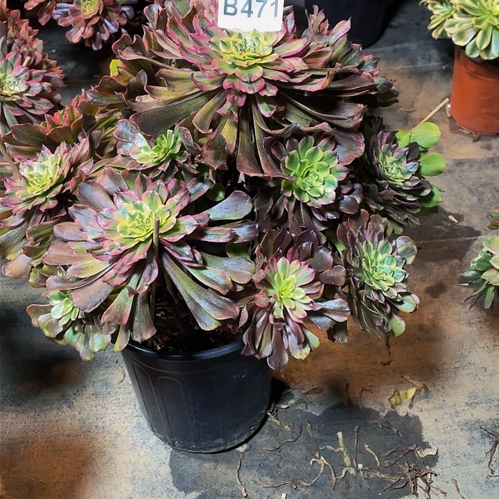 多肉法师471号奥黛丽不包损