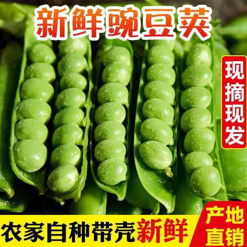 水果现摘新鲜豌豆云南应季蔬菜豌豆荚露天带壳批发甜脆青豆整箱