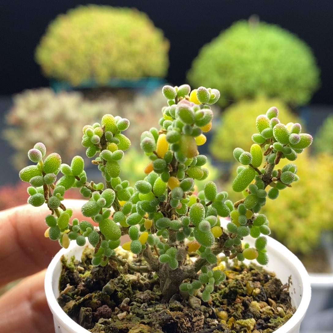 033实生葡萄米。       