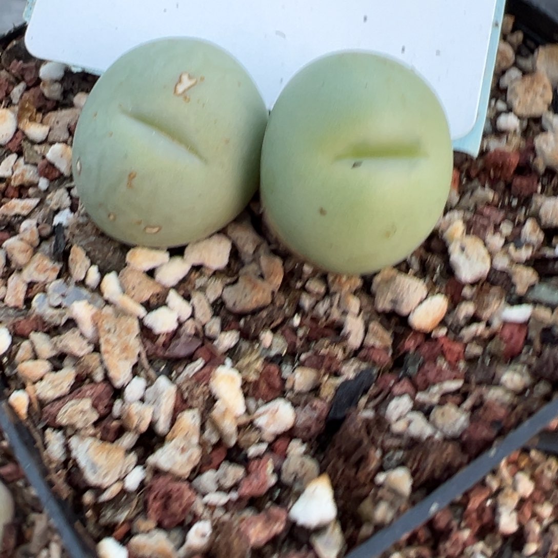 金****22-161肉锥多肉植物