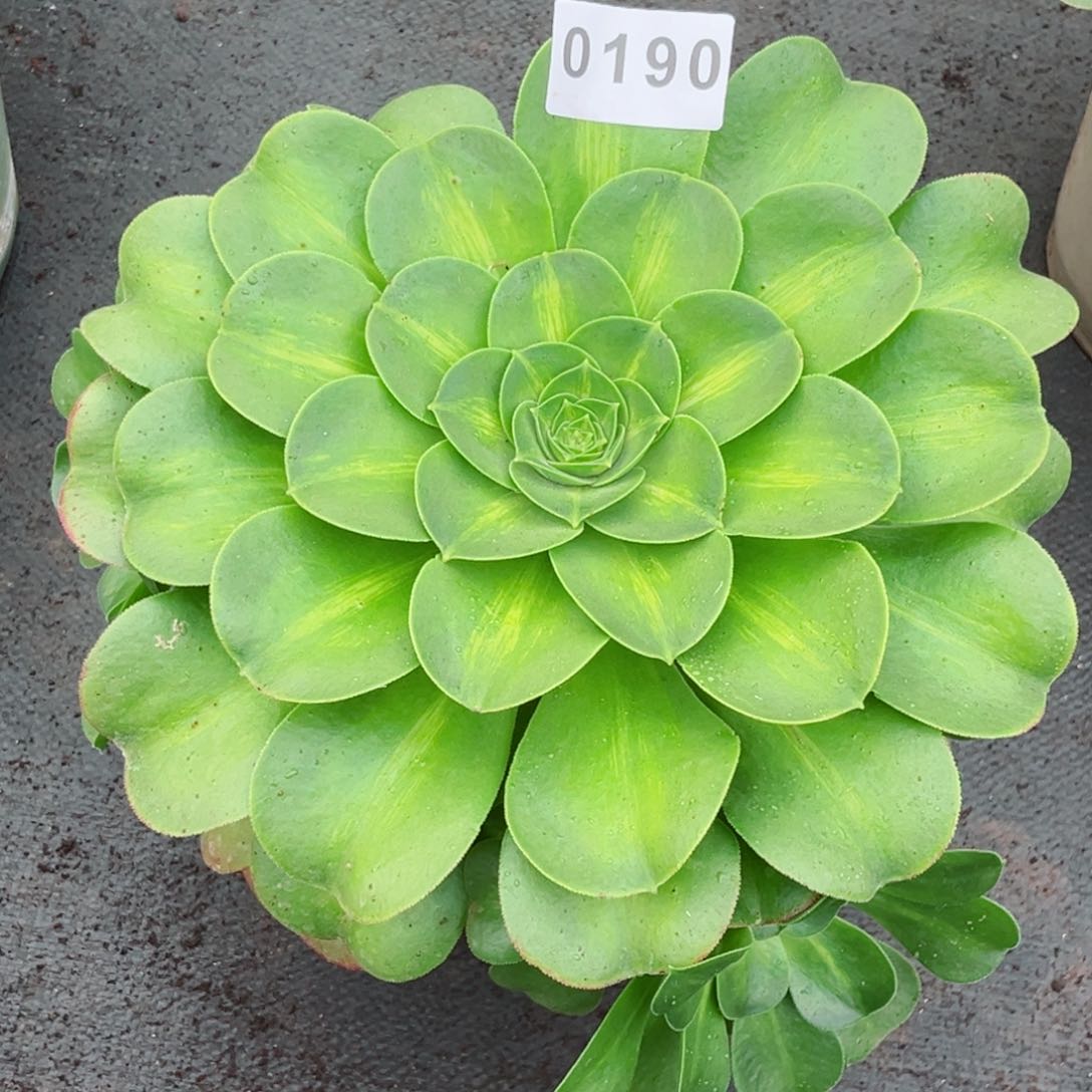 香炉盘中班多肉发货