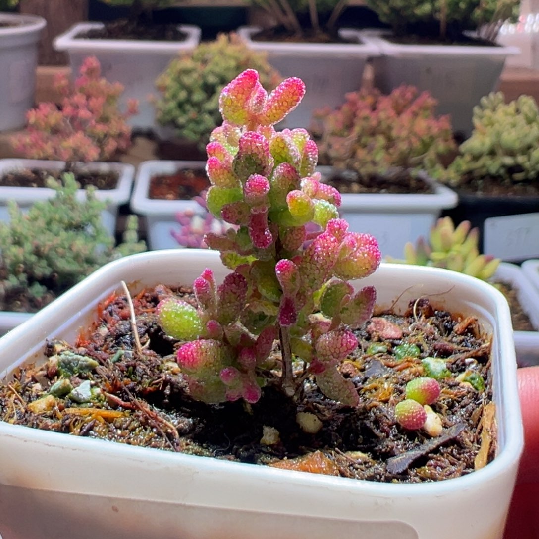 318花斑露一物一拍包开箱