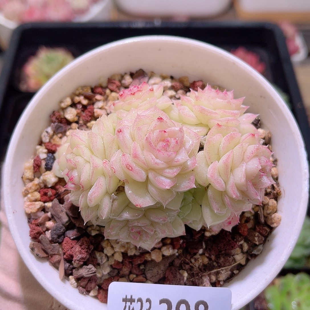 花利美23-298白天鹅