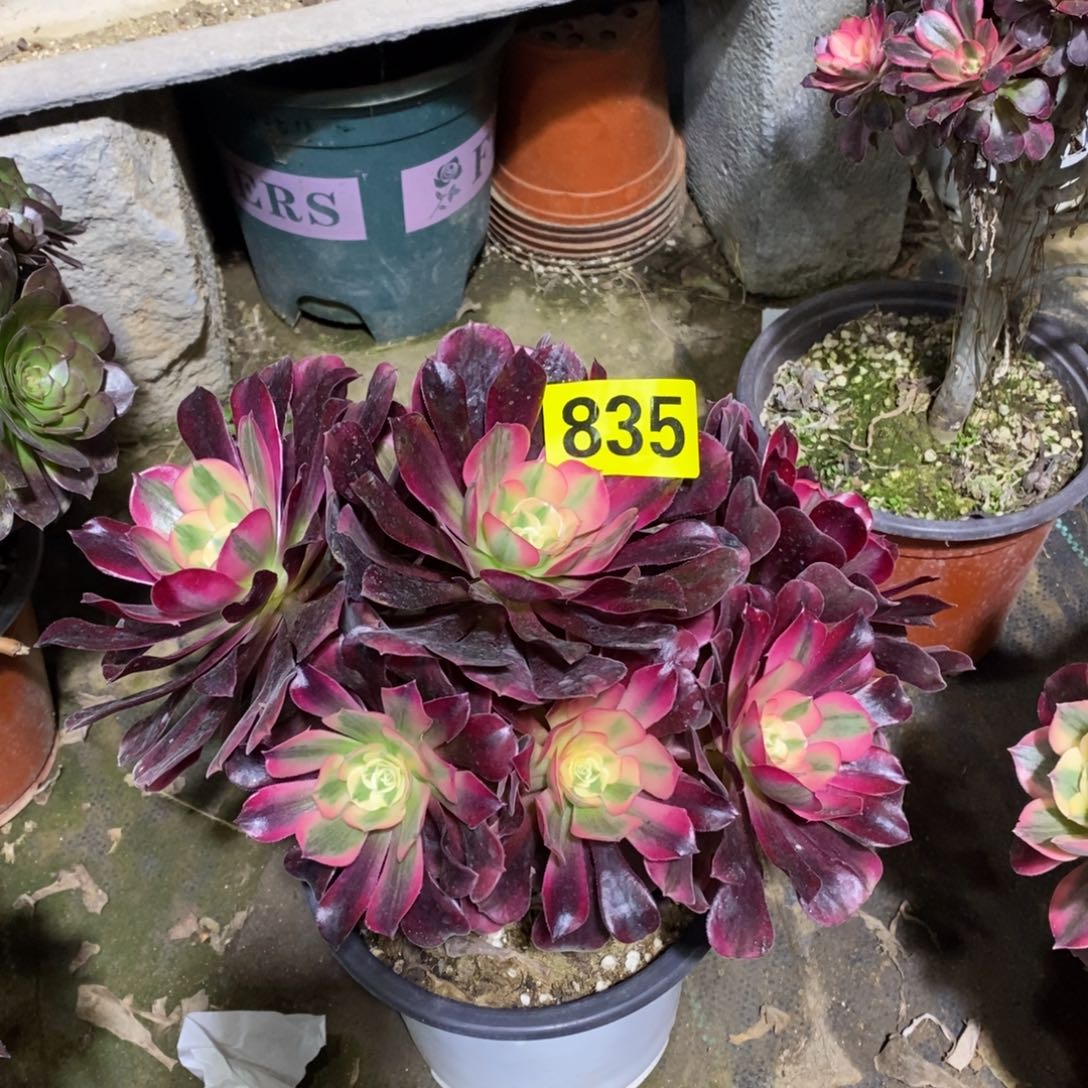 美杜莎从林多肉法师835